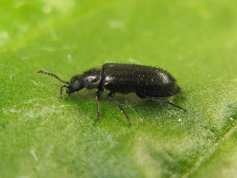 Dasytidae